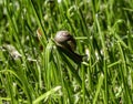 A small garden snail - Helix aspersa, climbing and eating grass Royalty Free Stock Photo